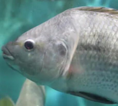 Tilapia